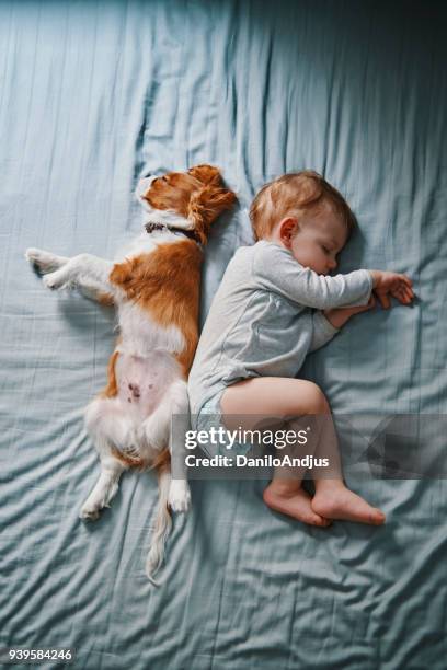 lazy mornings at home - baby mammal stock pictures, royalty-free photos & images