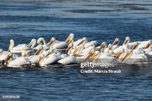 Multiple Birds Birds Flock Together High-Res Stock Photo - Getty Images
