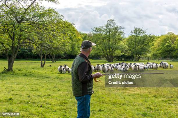 shepherd herding his flock with his  staff , flock of sheep in the background - sheep walking stock pictures, royalty-free photos & images