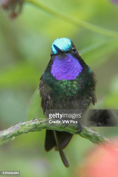 Purple-Throated Mountain-Gem Hummingbird male Costa Rica.