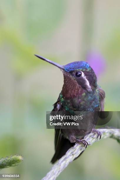 Purple-Throated Mountain-Gem Hummingbird male Costa Rica.