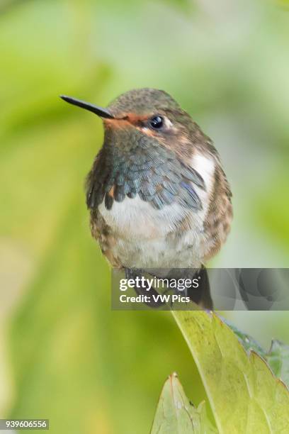 Volano Hummingbird male Costa Rica.