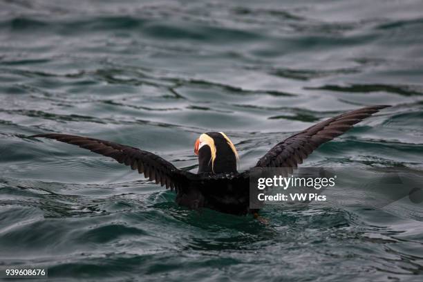 Puffin in Glaciar Bay, SE Alaska.