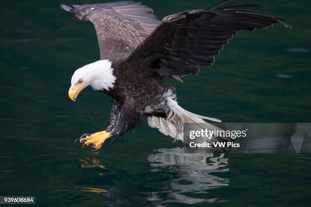 Bald Eagle in SE Alaska, Glaciar Bay area.