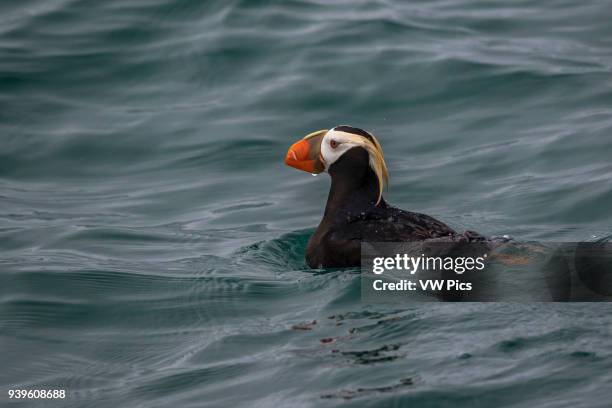 Puffin in Glaciar Bay, SE Alaska.