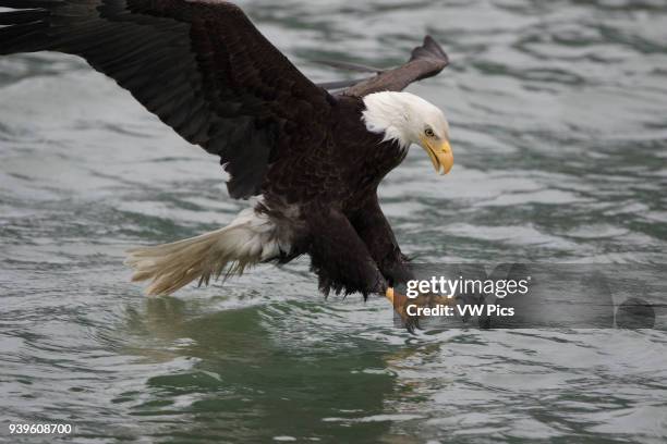 Bald Eagle in SE Alaska, Glaciar Bay area.