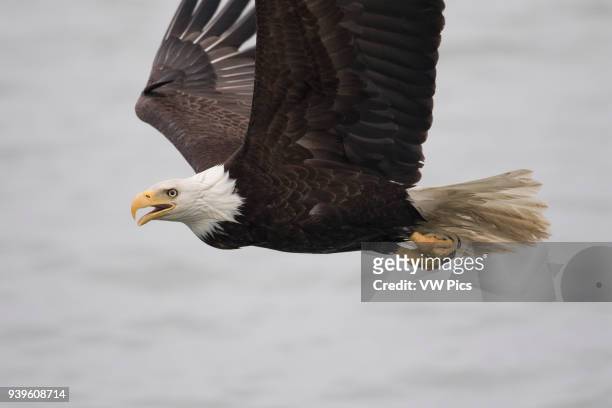 Bald Eagle in SE Alaska, Glaciar Bay area.