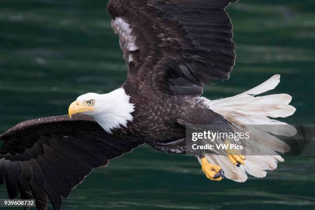 Bald Eagle in SE Alaska, Glaciar Bay area.