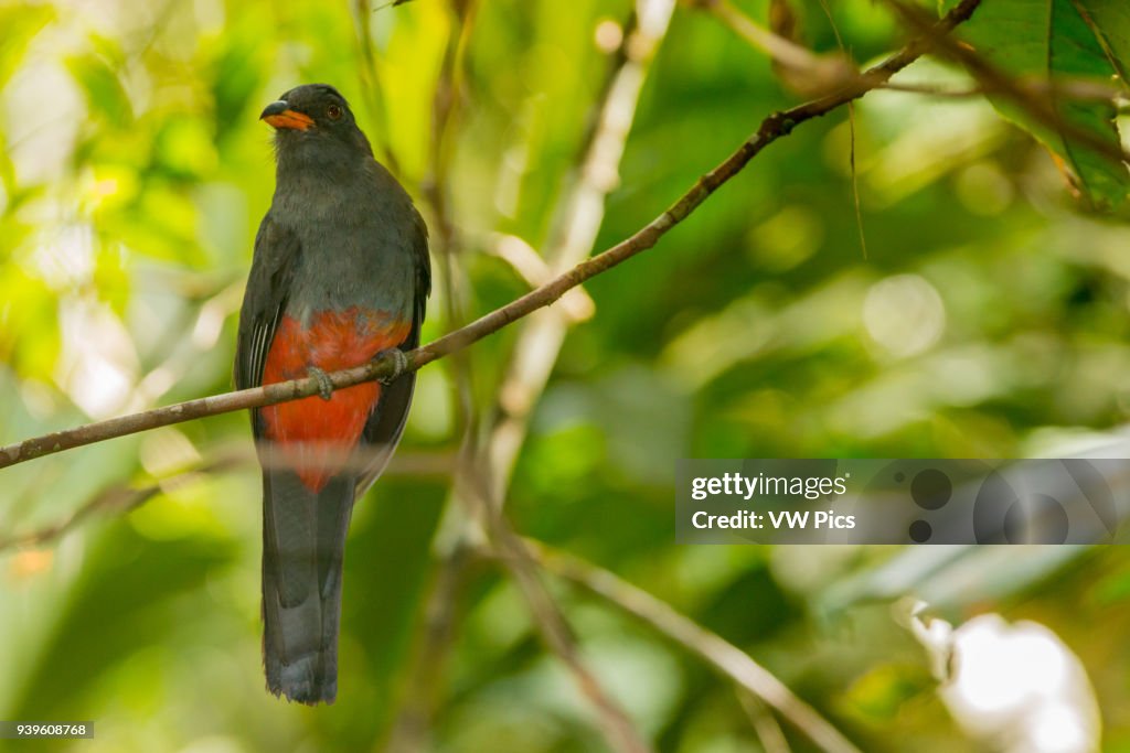 He slaty-tailed trogon (Trogon massena)