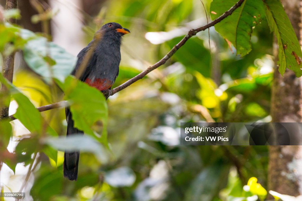 He slaty-tailed trogon (Trogon massena)
