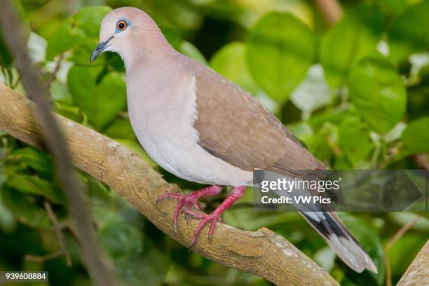 The white-tipped dove in Andes, Tolima, Colombia.
