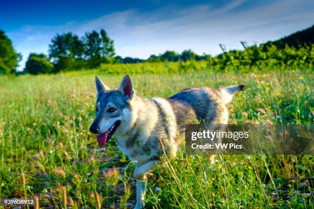 Czechoslovakian wolfdog on the field. Ayegui, Navarre, Spain.