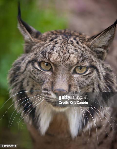iberian lynx (lynx pardinus) - lince ibérico imagens e fotografias de stock