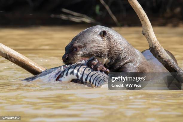 Giant River Otter eating a large fish Pantanal, Brazil.