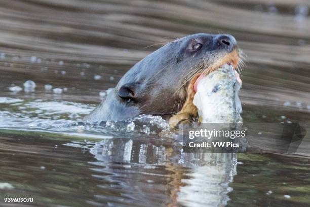 Giant River Otter eating a fish Pantanal, Brazil.