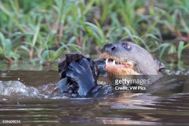 Giant River Otter eating a fish close-up Pantanal, Brazil.