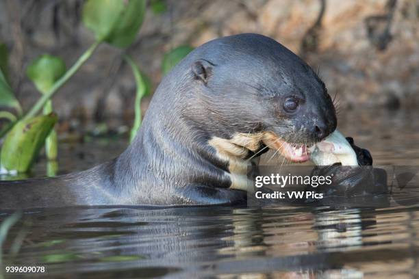 Giant River Otter eating a fish close-up Pantanal, Brazil.