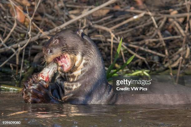 Giant River Otter eating a fish close-up Pantanal, Brazil.