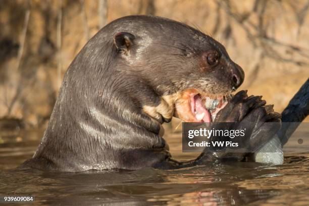 Giant River Otter eating a fish close-up Pantanal, Brazil.