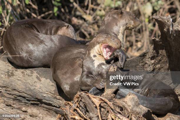 Hal Beral /VW Pics/Universal Images Group via Getty Images)