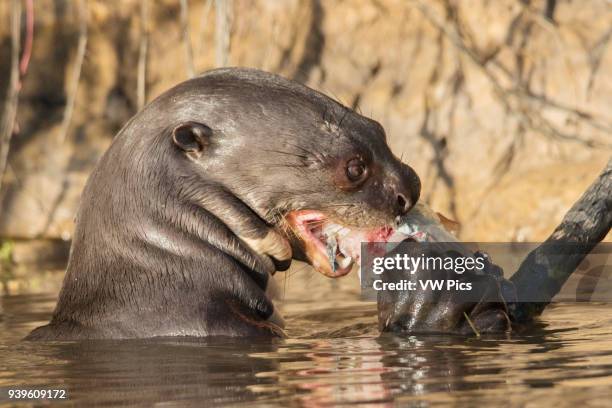 Giant River Otter eating a fish close-up Pantanal, Brazil.