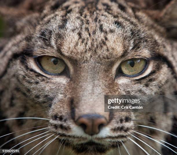 iberian lynx (lynx pardinus) - luchs stock-fotos und bilder