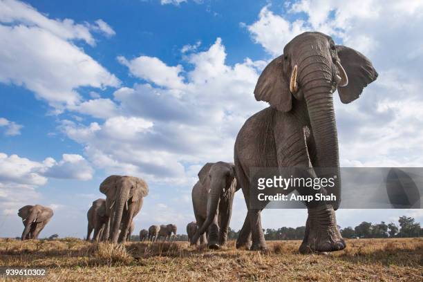 african elephants on the move - herd stock pictures, royalty-free photos & images