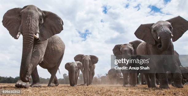 african elephants on the move - 動物の一団 ストックフォトと画像