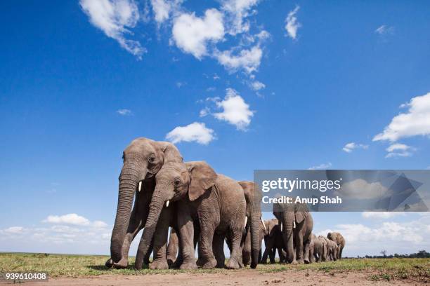 african elephants on the move - african elephant bildbanksfoton och bilder