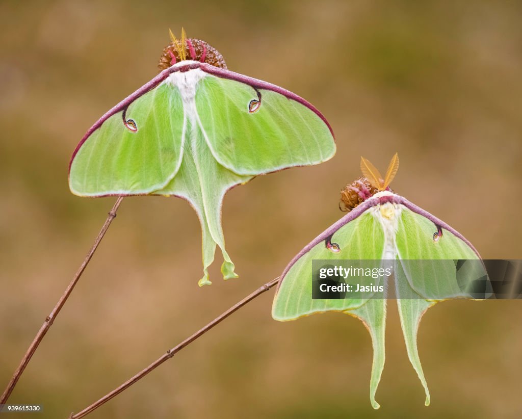 Luna moth