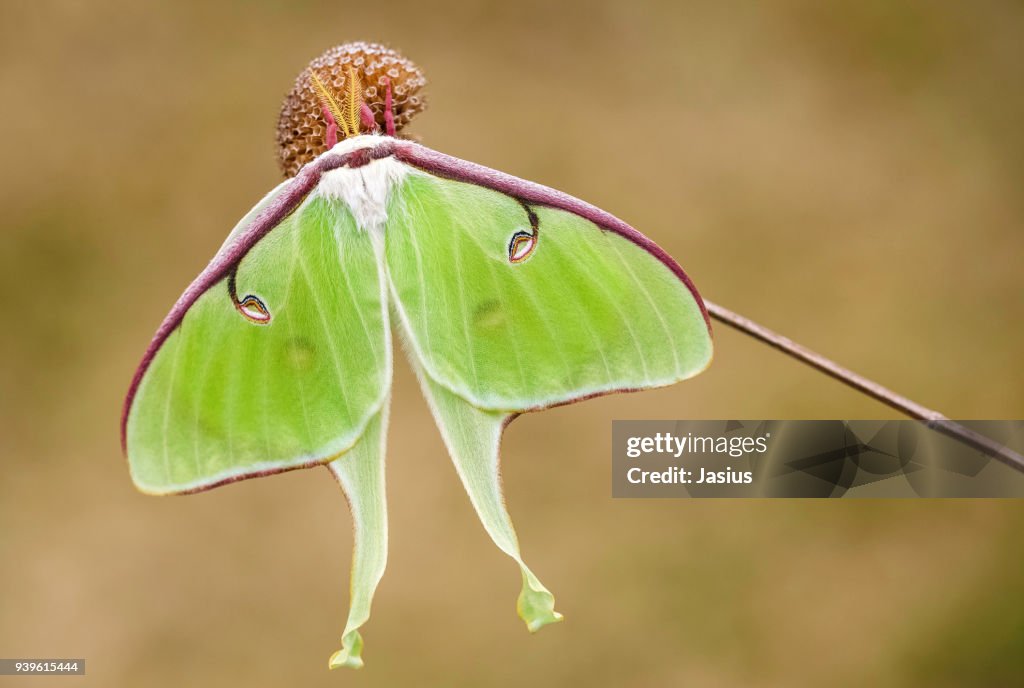 Luna moth