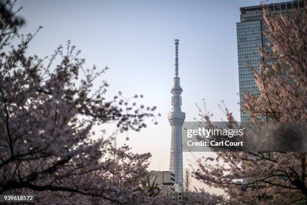 Cherry blossom grows near the Tokyo Skytree in the distance, on March 29, 2018 in Tokyo, Japan. The tower was opened to the public in May 2012 and is...