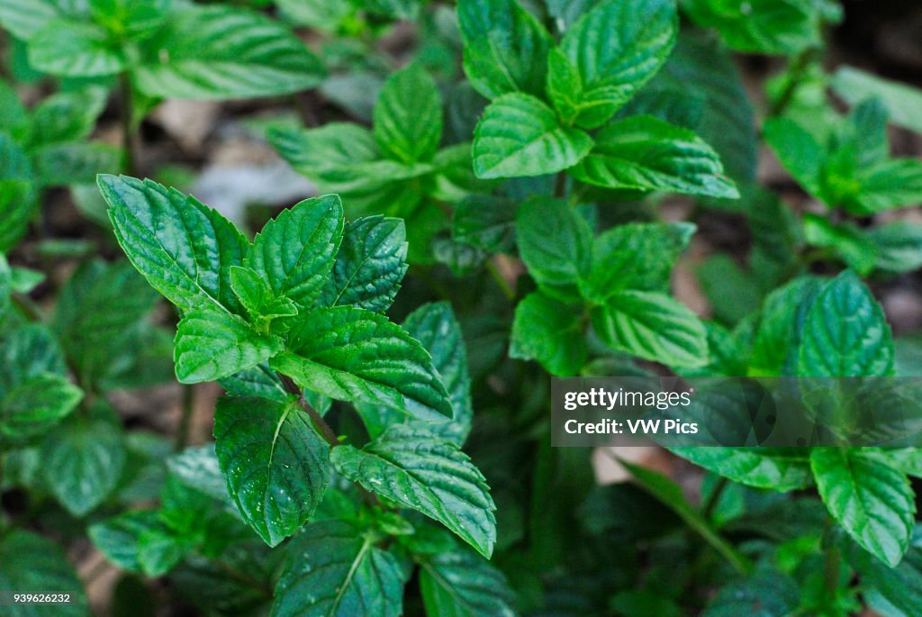 Spearmint (mentha spicata)