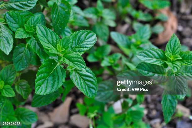 Spearmint , garden mint. Historic Park of Guayaquil, Ecuador.