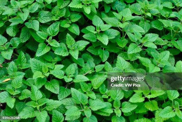 Lemon balm . Historic Park of Guayaquil, Ecuador.