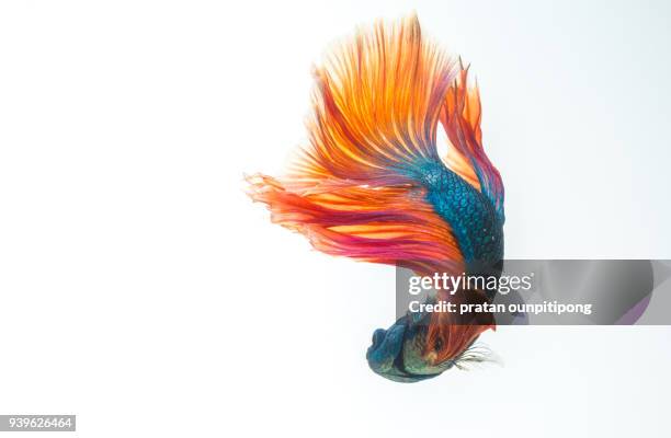 siamese fighting fish on white background - animal fin - fotografias e filmes do acervo