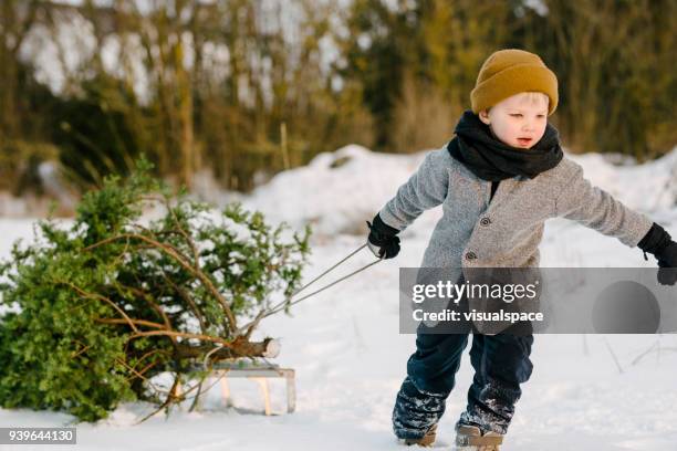 boy drags christmas tree - golden boy stock pictures, royalty-free photos & images