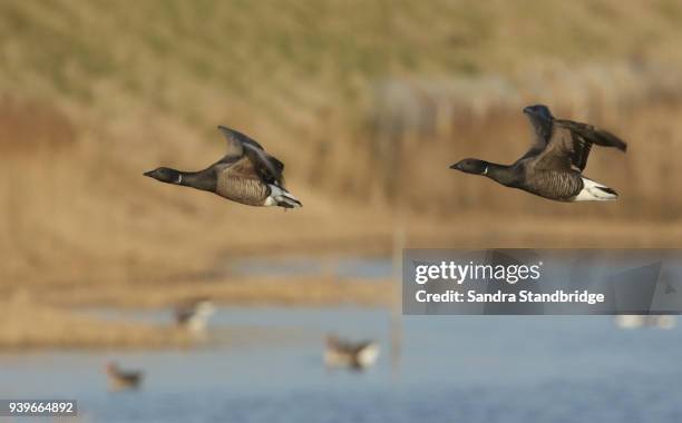 two beautiful brent geese (branta bernicla) flying over the sea at high tide in kent, uk. - bill brant stock pictures, royalty-free photos & images