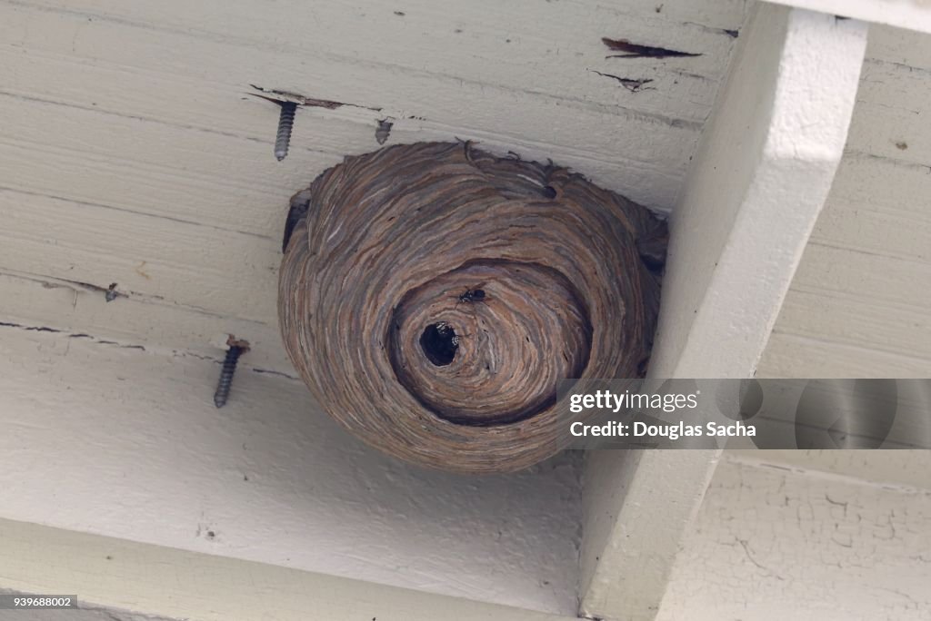 Overhead Insect Hive High-Res Stock Photo - Getty Images