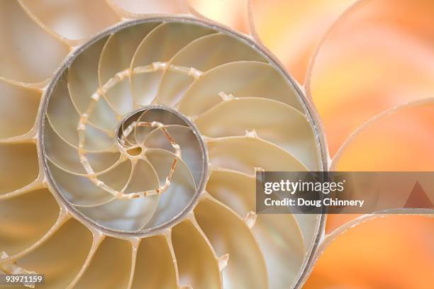 nautilus shell fibonacci spiral - nautilus stock pictures, royalty-free photos & images