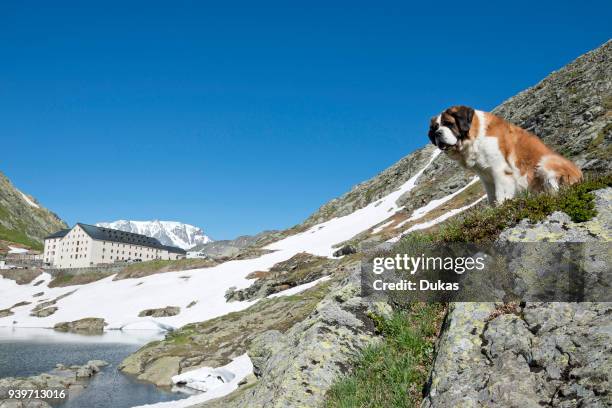 Switzerland, dog, St. Bernard, alpine pass, alps, mountains.