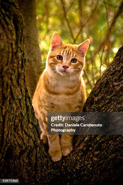 red domestic cat - daniele carotenuto stock-fotos und bilder