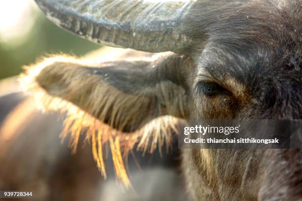 light and buffalo eye - cow eye - fotografias e filmes do acervo