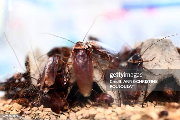 Picture taken on March 29, 2018 shows cockroaches locked in a container at the laboratory of the centre of research on infectious diseases of the...