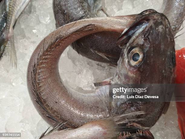 hake with its tail in its mouth - merluza fotografías e imágenes de stock