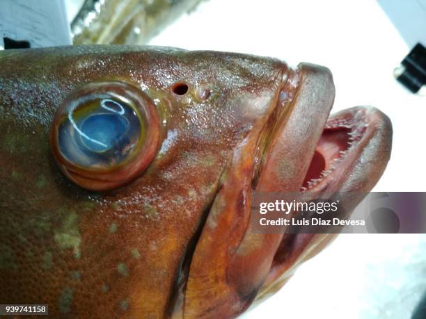 grouper head - merluza fotografías e imágenes de stock