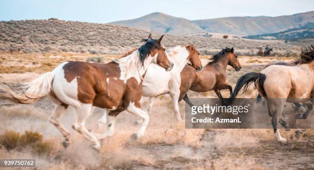 horses in the wild - animals in the wild stock pictures, royalty-free photos & images