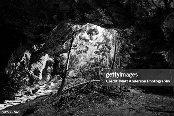 middle caicos indian cave in bw2 - banyan tree isolated stock pictures, royalty-free photos & images