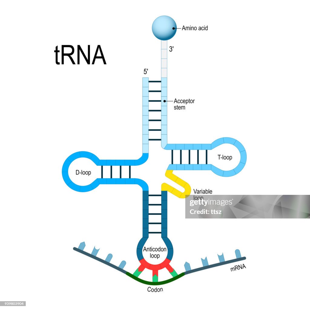 Transfer Rna Codon Transfer Rna Genetic Code High-Res Vector Graphic - Getty Images