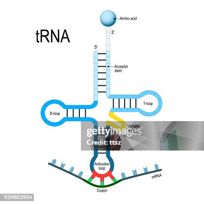 Rna Dna Code Transfer Rna Genetic Code High-Res Vector Graphic - Getty Images
